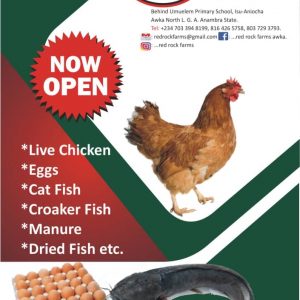 Buy Live Chicken And Fish At Awka