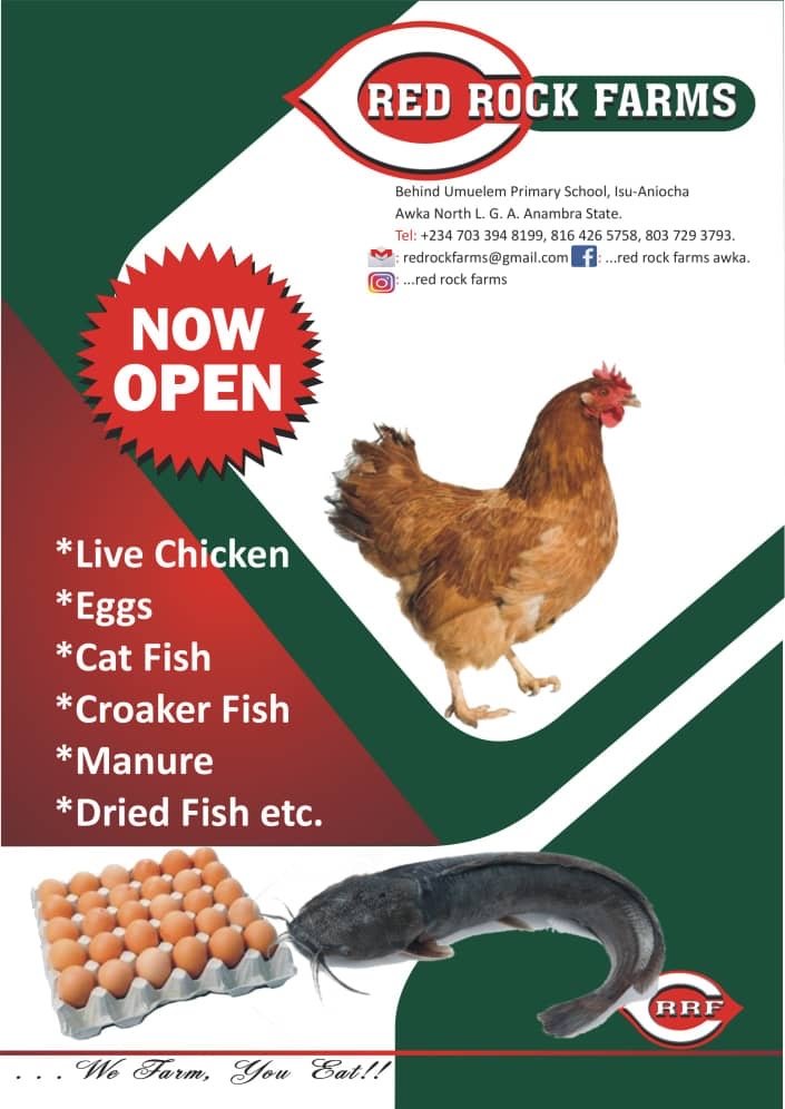 Komback Best Live Chicken And Fish