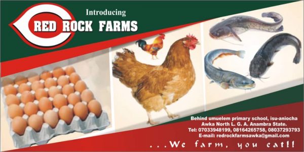 Buy Live Chicken And Fish At Awka Nigeria