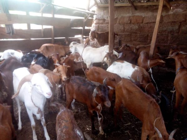 Affordable Price Of Goat In Nigeria