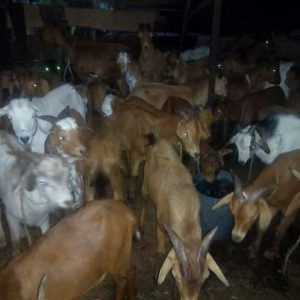 Buy Live Goats In Nigeria For Sale