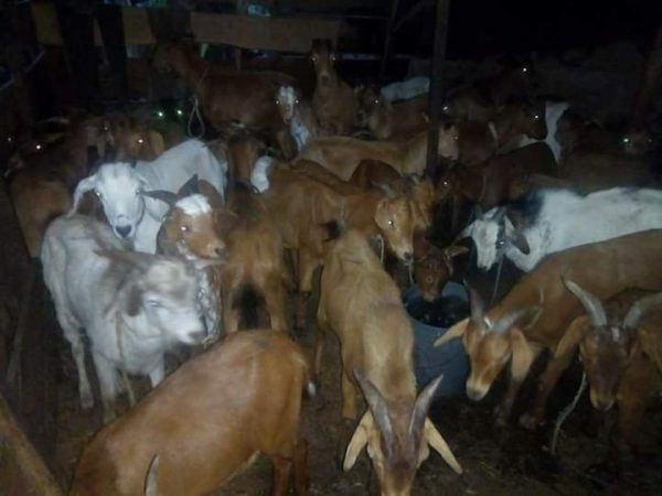 Buy Live Goats In Nigeria For Sale