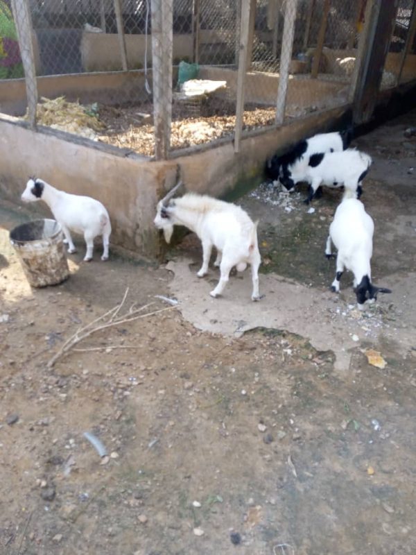 Piggery Farm In Orumba North, Anambra, Nigeria