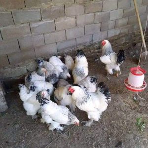 Brahma Chicken For Sale