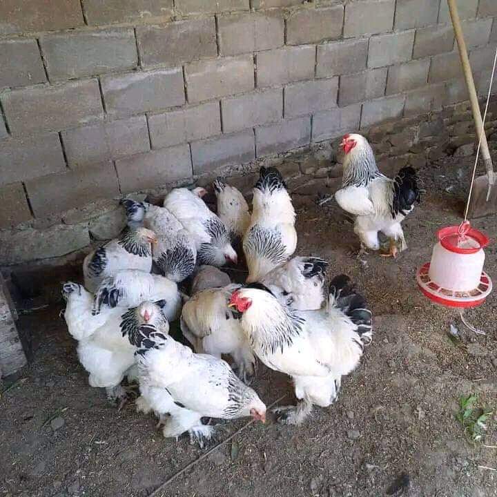 Komback Brahma Chicken For Sale