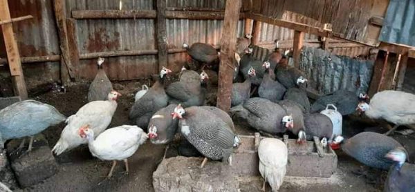 Guinea Fowls For Sale