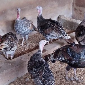 Imported Turkey For Sale