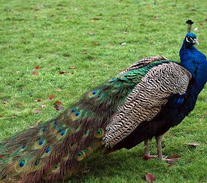 Peacock Bird For Sale