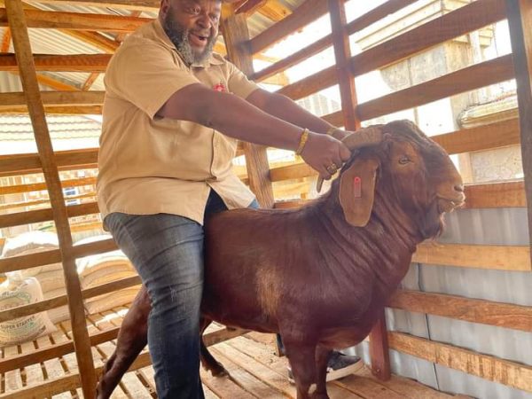 Mature Kalahari Red Goats For Sale
