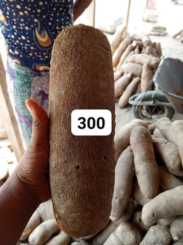 Benue Yam Seedlings For Sale In Nigeria
