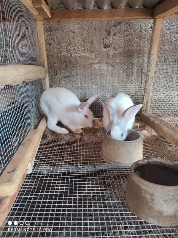 Zealand Rabbits For Sale In Nigeria