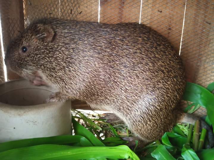Komback | Grasscutters Colony For sale Komback | Grasscutters Colony For sale