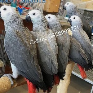 African Grey Parrots Birds