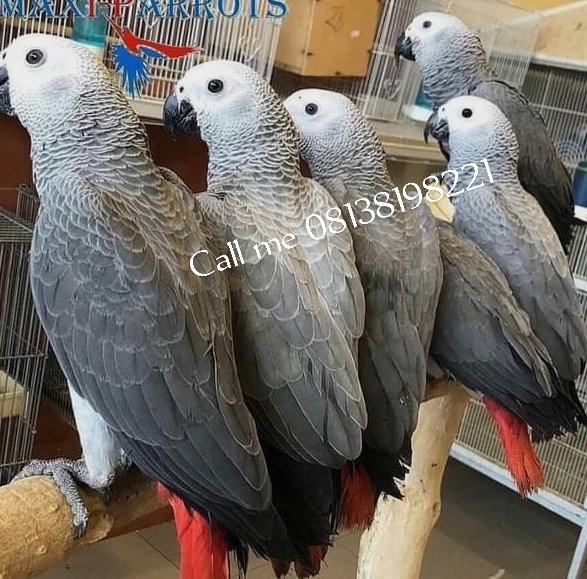 African Grey Parrots Birds